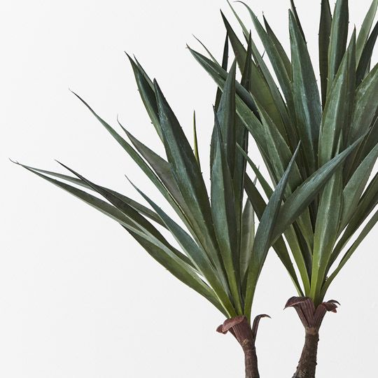 Agave Sisalana Plant Pack of 4