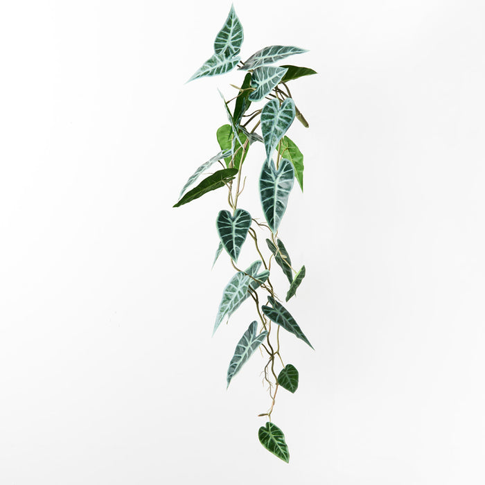 Alocasia Bambino Hanging Bush Green 92cm Pack of 6