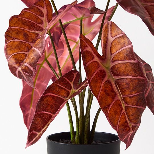 Alocasia Plant Burgundy Red 43cm Pack of 2
