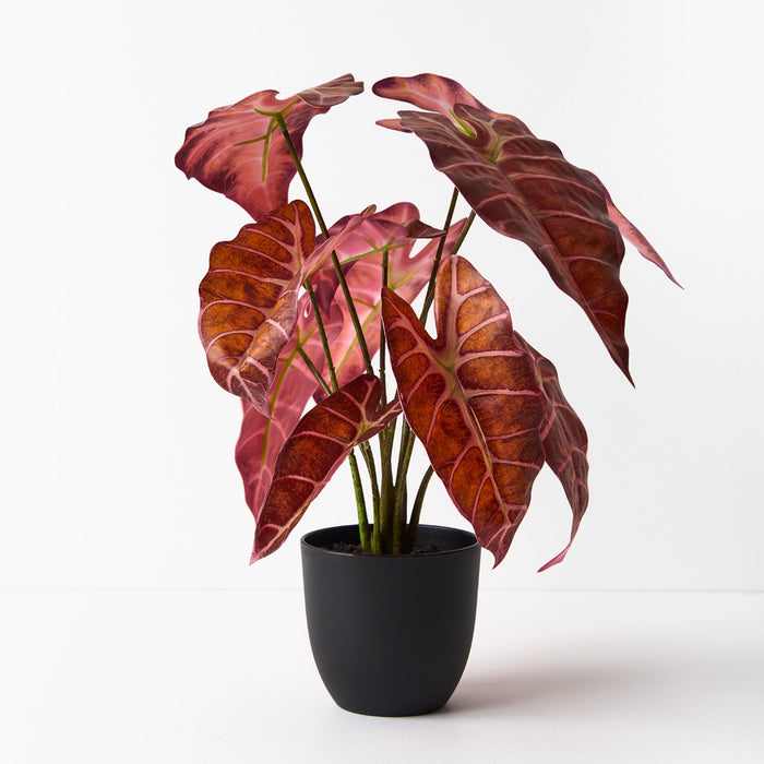 Alocasia Plant Burgundy Red 43cm Pack of 2