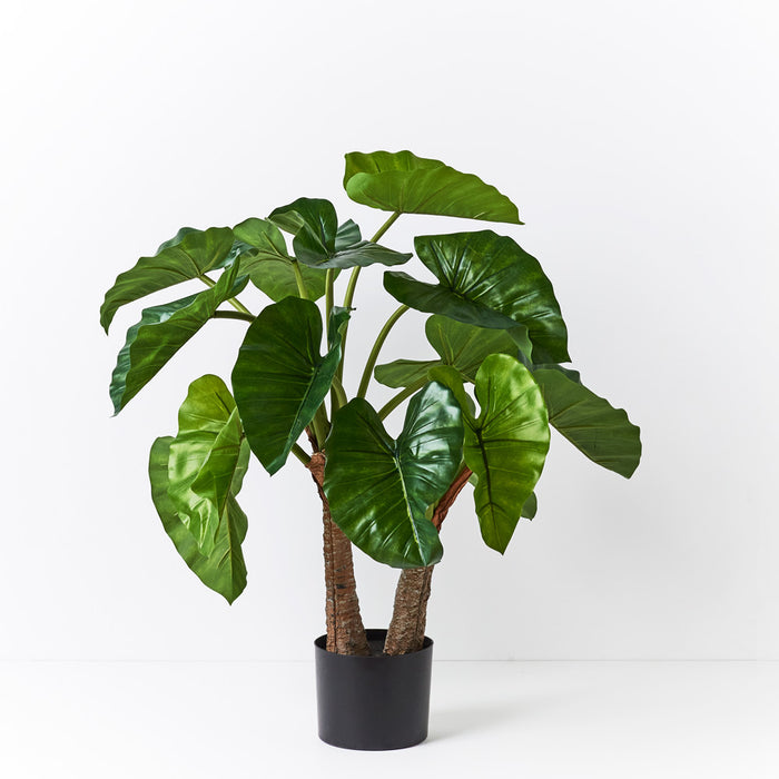 Alocasia Plant Green 80cm Pack of 2