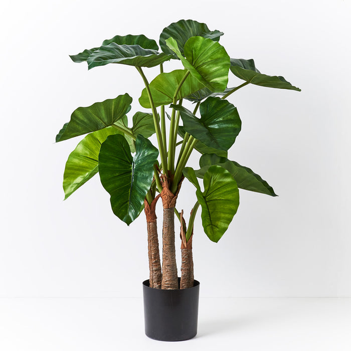 Alocasia Plant Green 95cm Pack of 2
