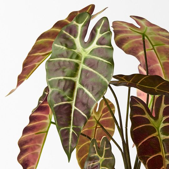 Alocasia Plant Green Burgundy 43cm Pack of 2