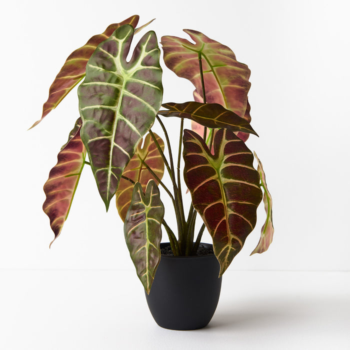 Alocasia Plant Green Burgundy 43cm Pack of 2