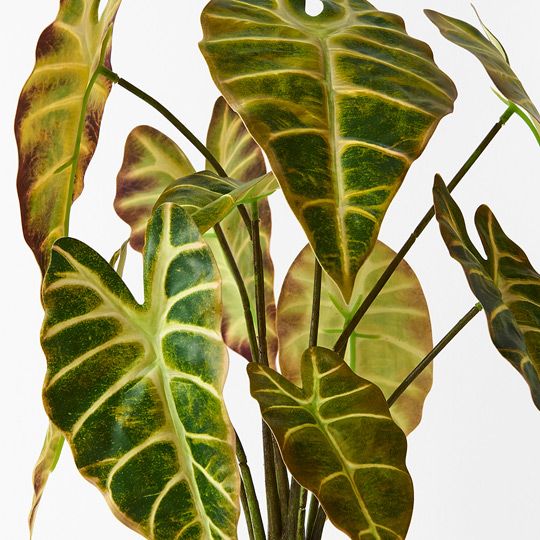 Alocasia Plant Yellow Green 43cm Pack of 2
