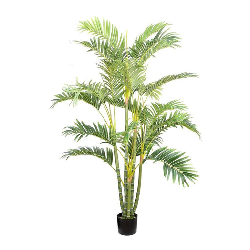 Areca Palm Multi Trunk 150cm