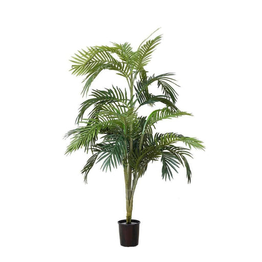 Areca Palm Potted 120cm