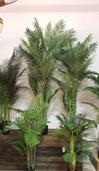 Areca Palm Tree Multi Trunk 150cm