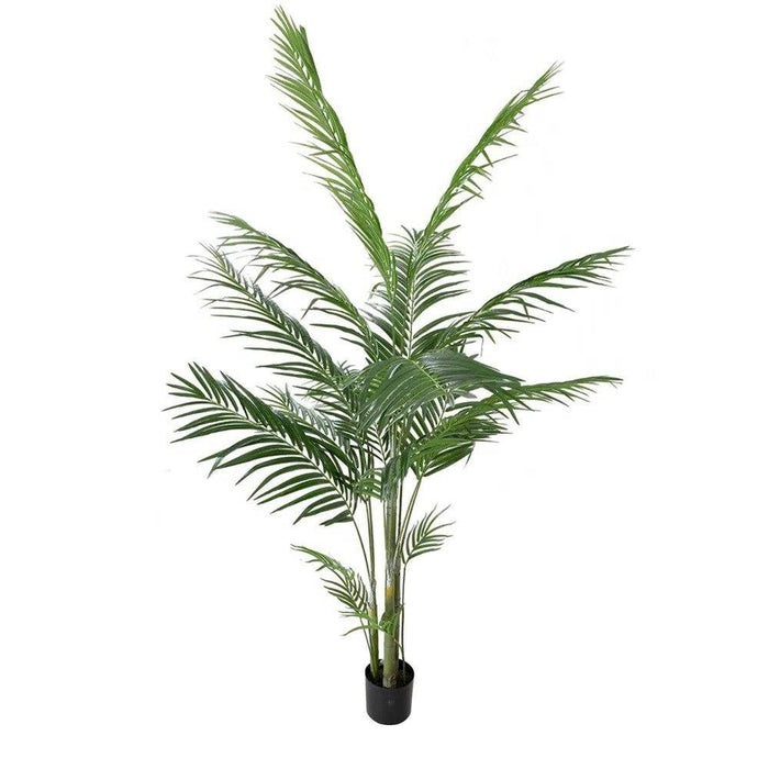 Areca Palm Tree Potted 150m