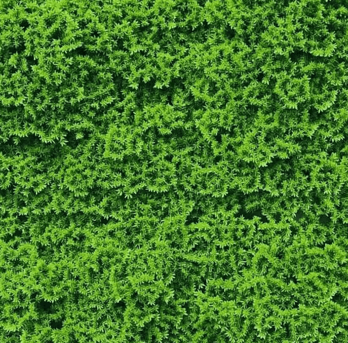 Artificial Moss Green Wall UV Resistant 100cm x 100cm