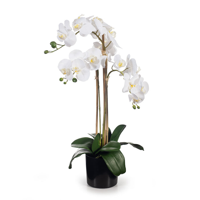 Artificial Orchid Phalaenopsis in Pot - White - 61cm Pack of 2