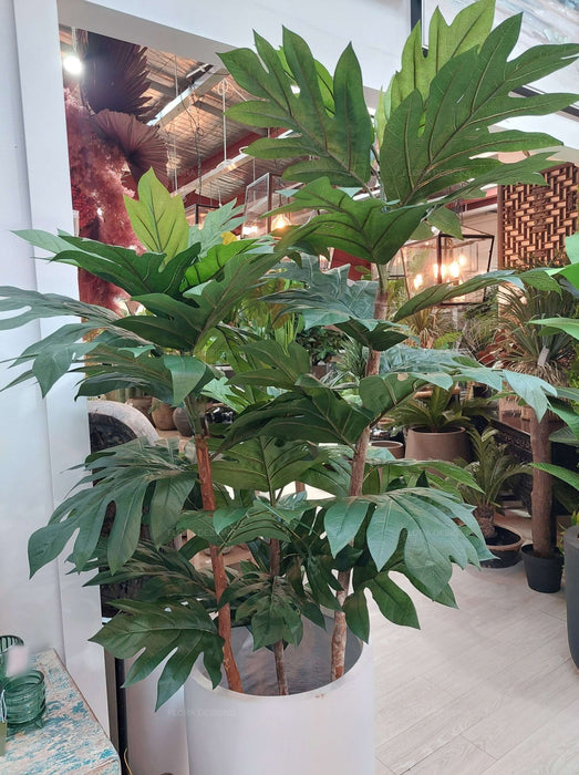 Artocarpus Tree 155cm