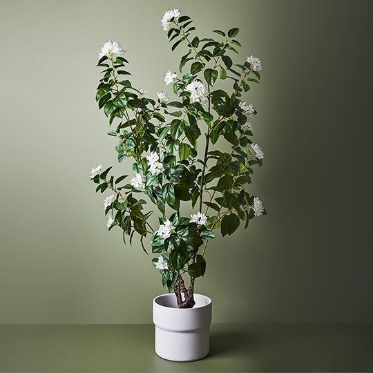 Azalea Plant White 150cm