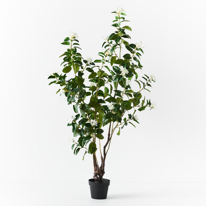 Azalea Plant White 150cm