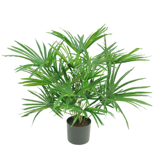 Baby Fan Palm Potted Bush