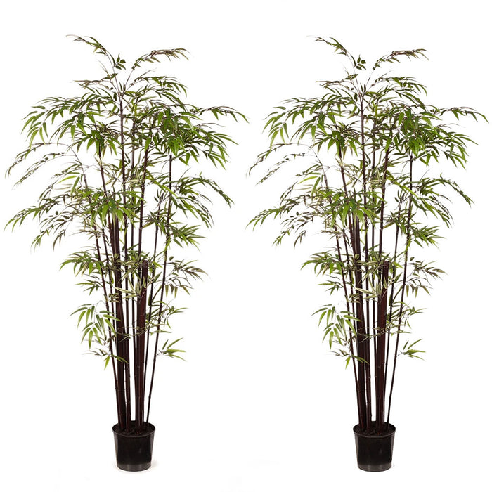 Bamboo Plant Black 213cm Pack of 2