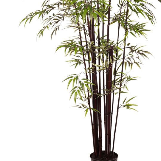 Bamboo Plant Black 213cm Pack of 2