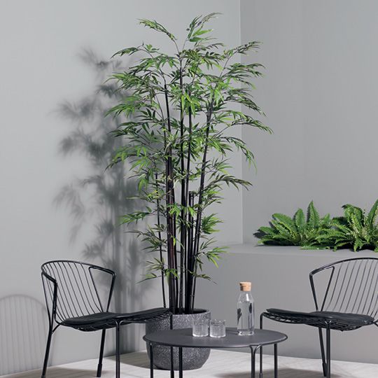 Bamboo Plant Black 213cm Pack of 2