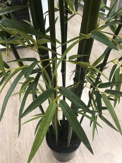 Bamboo Plant Green 213cm Pack of 2