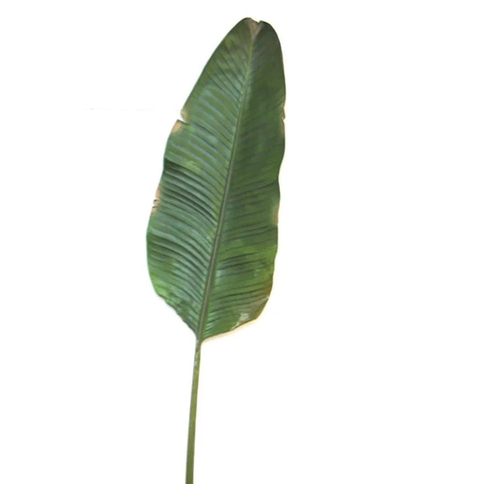 Banana Leaf 170cm Pack of 6