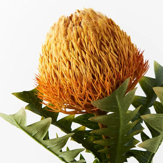 Banksia Acorn Stem 69cm Orange Pack of 12
