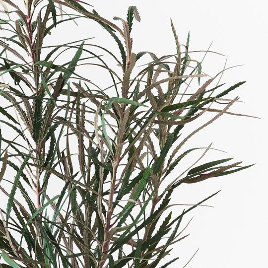 Banksia Leaf Plant 135cm