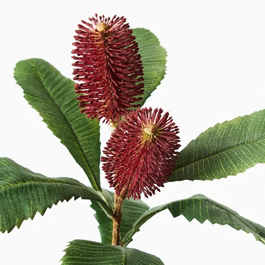 Banksia Robur Spray 76cm Burgundy Pack of 12