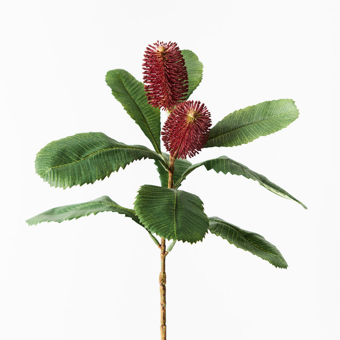 Banksia Robur Spray 76cm Burgundy Pack of 12