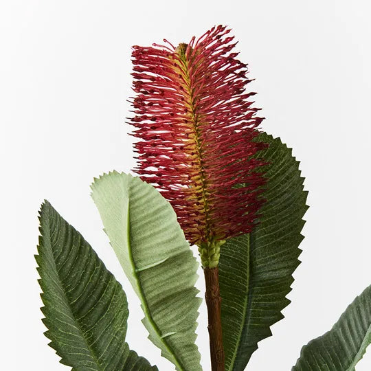 Banksia Robur Stem 74cm Burgundy Pack of 12