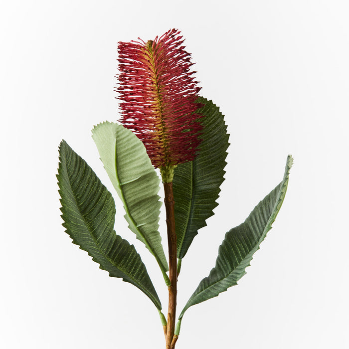 Banksia Robur Stem 74cm Burgundy Pack of 12