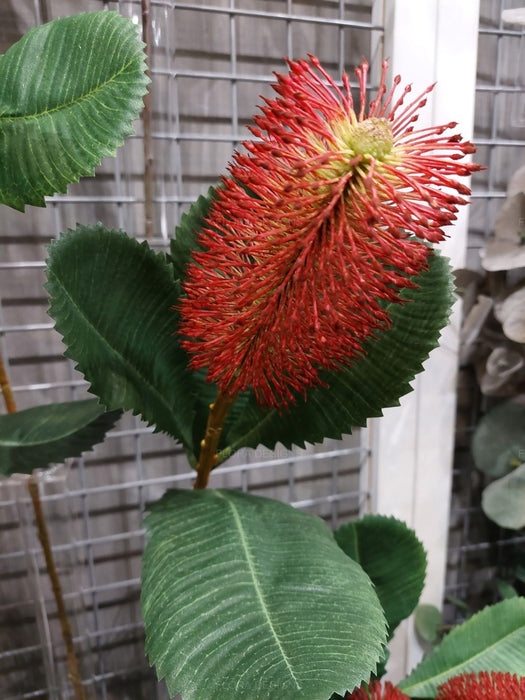 Banksia Robur Stem 74cm Burgundy Pack of 12