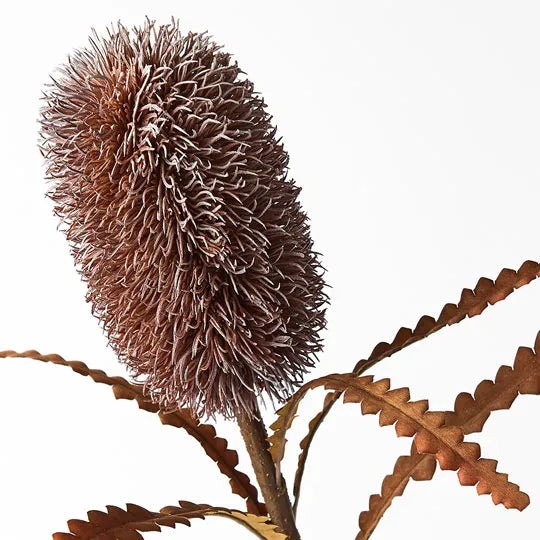 Banksia Serrata Stem 58cm Coffee Brown Pack of 12