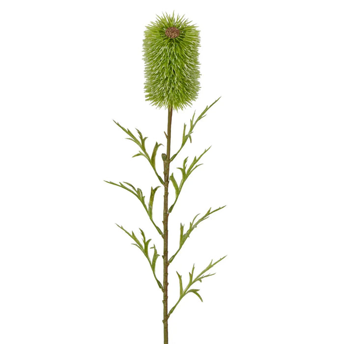 Banksia Single Stem 70cm Green Pack of 12