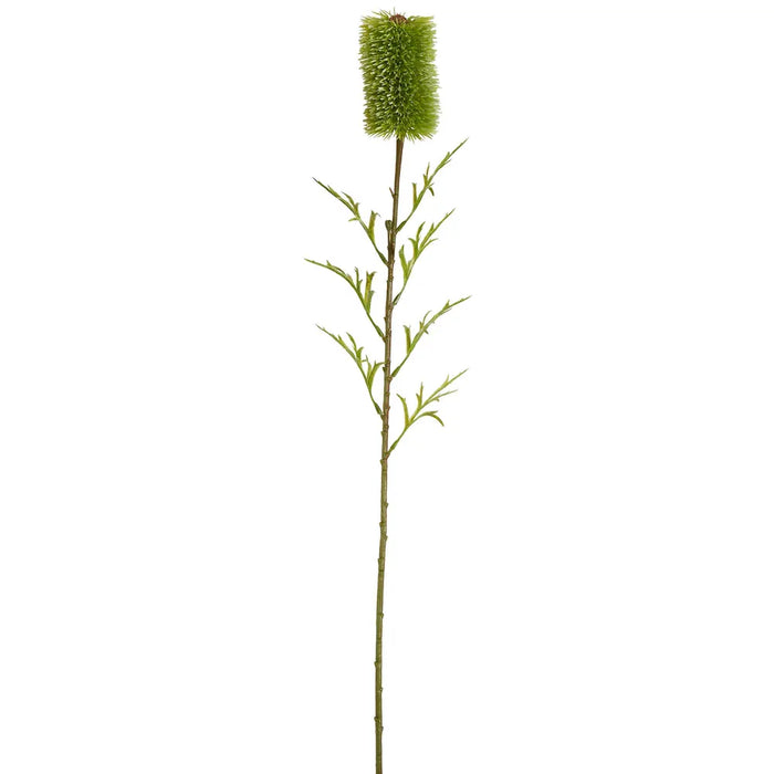 Banksia Single Stem 70cm Green Pack of 12