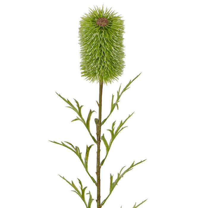 Banksia Single Stem 70cm Green Pack of 12