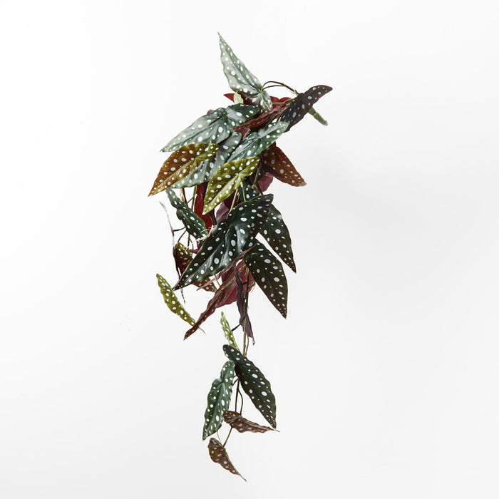 Begonia Maculata Hanging Bush Green 86cm Pack of 6