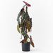 Begonia Maculata Vine Plant Green 64cm Pack of 2