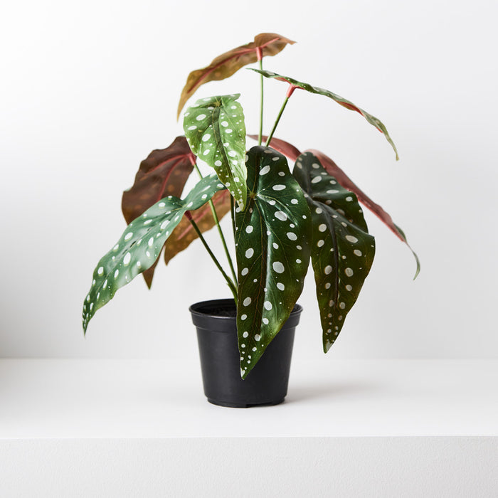 Begonia Maculata in Pot Green 30cm Pack of 6