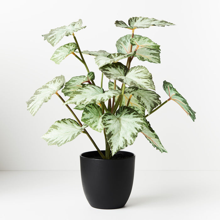Begonia in Pot Green 40cm Pack of 4