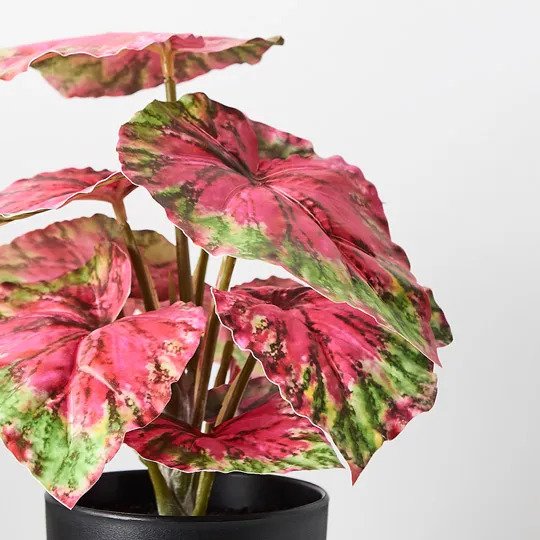 Begonia in Pot Red Green 25cm Pack of 6