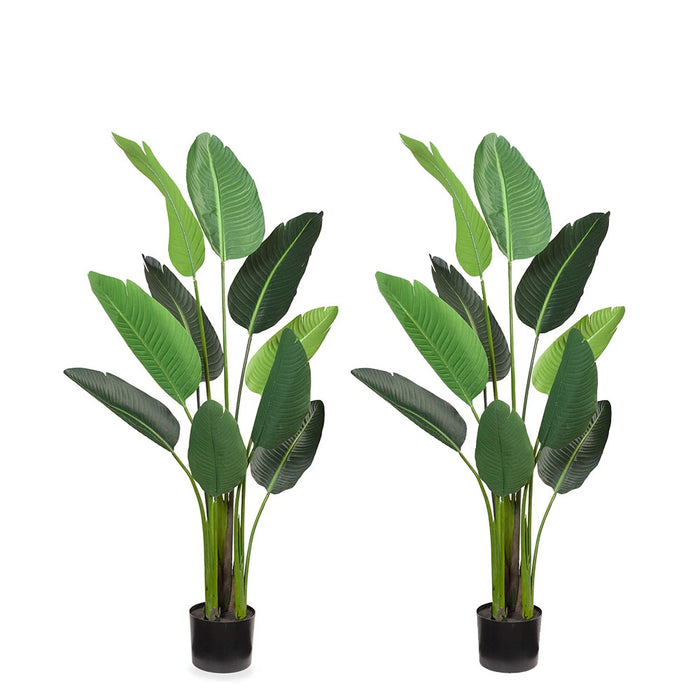 Bird of Paradise Plant Green 152cm Pack of 2