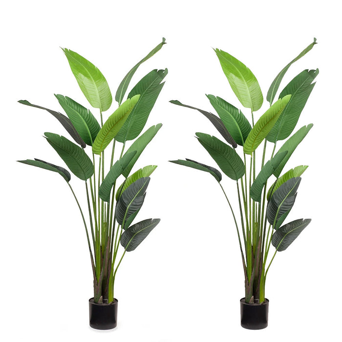 Bird of Paradise Plant Green 183cm Pack of 2
