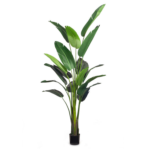 Bird of Paradise Plant Green 243cm Pack of 2