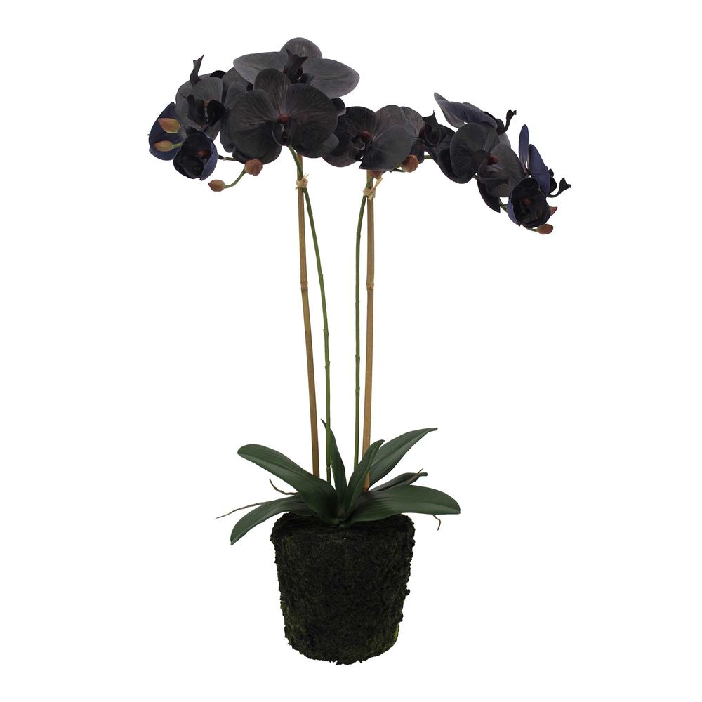 Artificial Black Orchid In Mud Moss Base 39cm — Flora Designs Australia