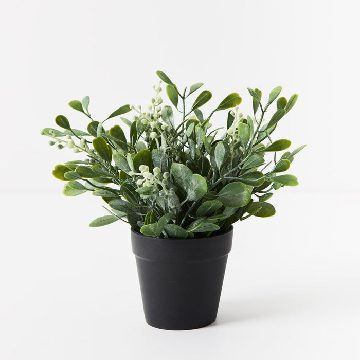 Boxwood Berry Bush in Pot A- Grey Green 24cm Pack of 6