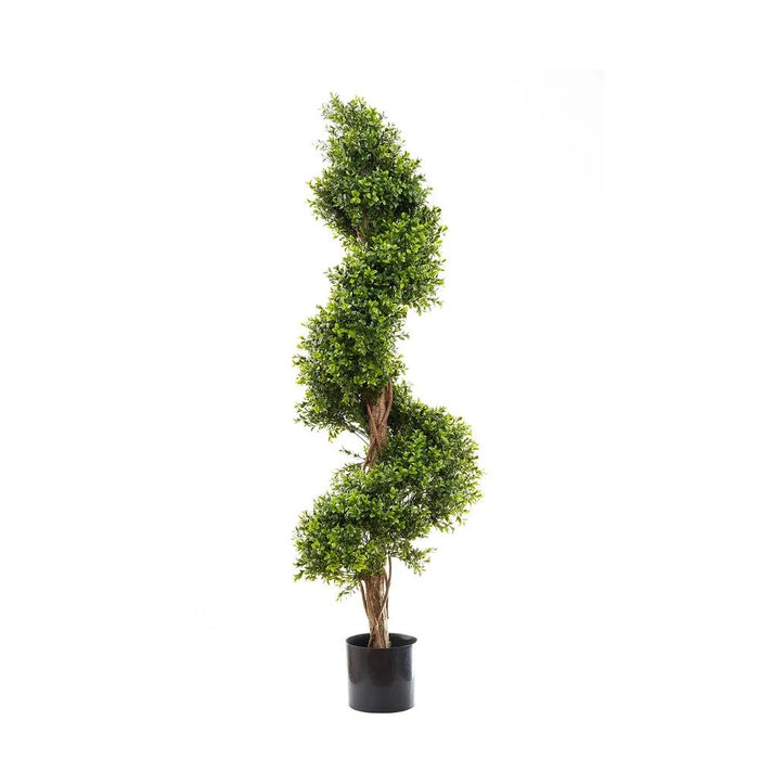 Boxwood Spiral Tree Budget 140cm