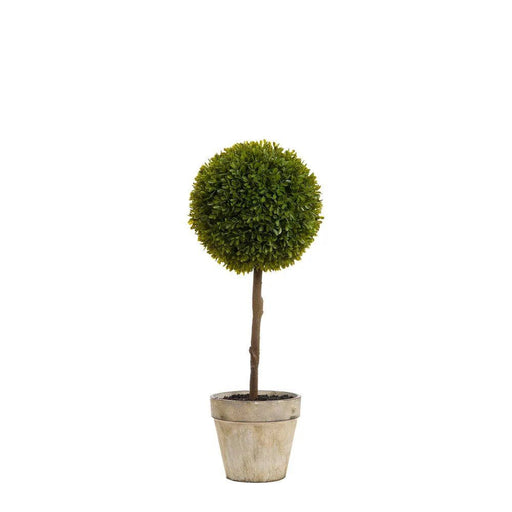 Boxwood Topiary 60cm