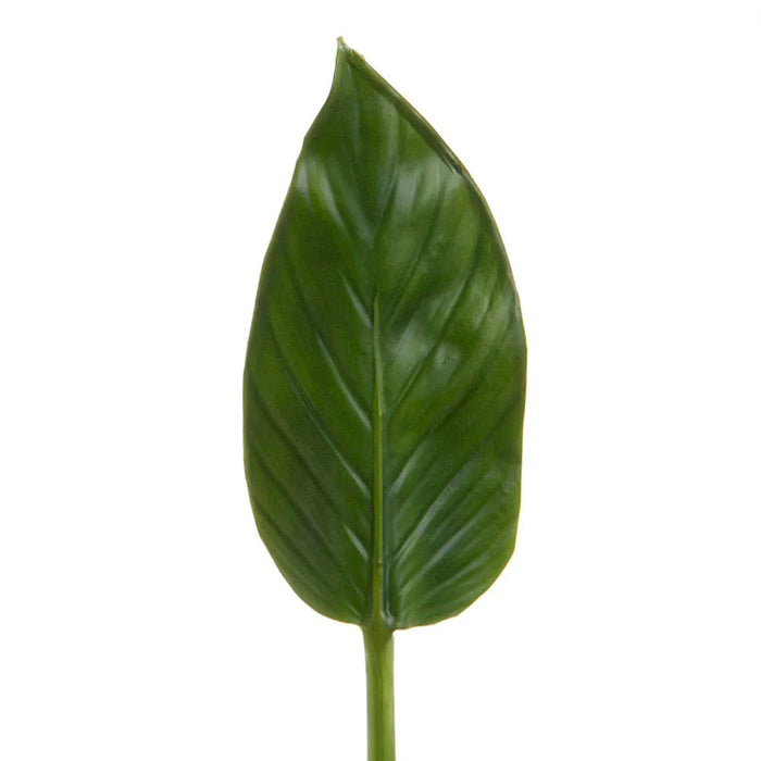 Colocasia Leaf 48cm Pack of 12