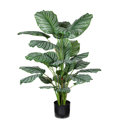 Calathea Plant Green 111cm Pack of 2