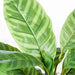 Calathea Plant Green 50cm Pack of 4